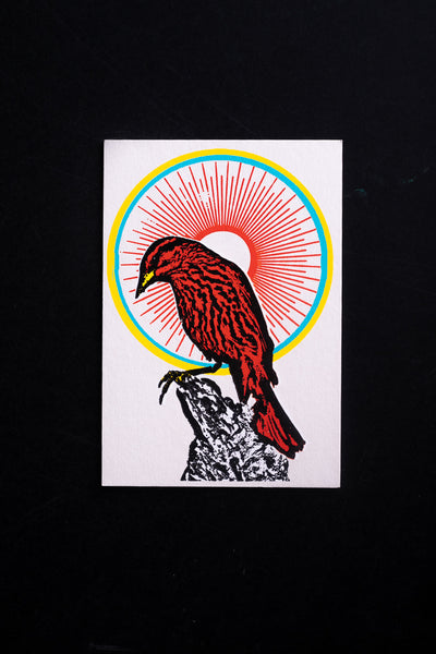 Sunbird - postcard - originální pohlednice
